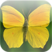 Butterfly Wallpapers HD
